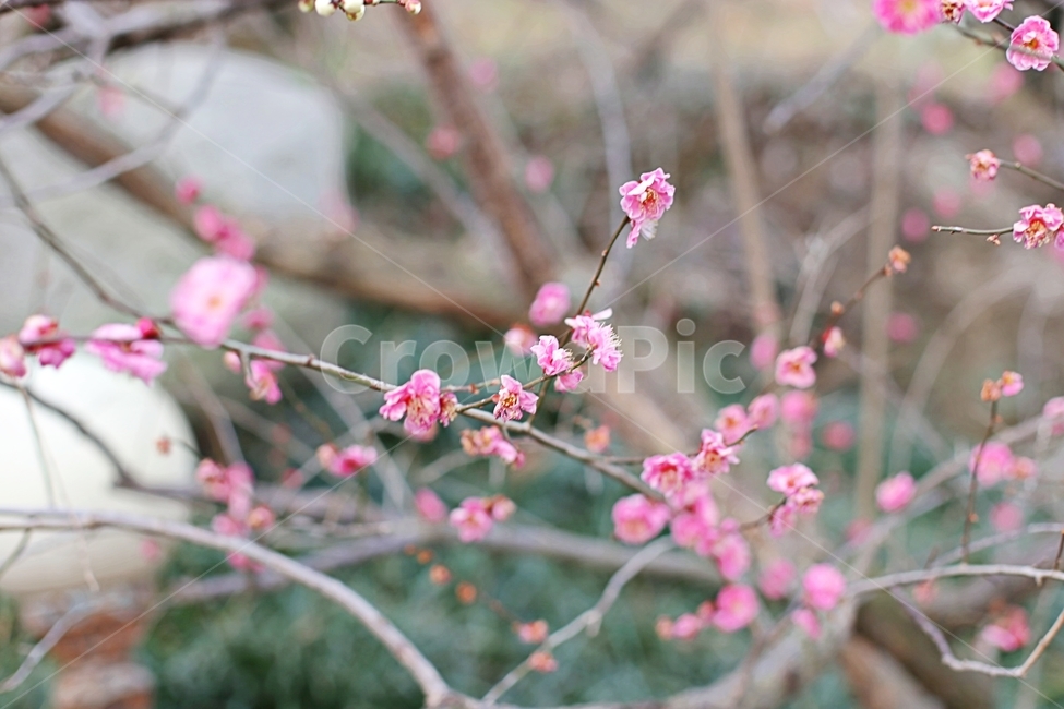매화마을,매화꽃,매화축제,매화,꽃,flower,봄,계절,spring,season,식물,자연,plants,nature,꽃,flower,plant,blossom