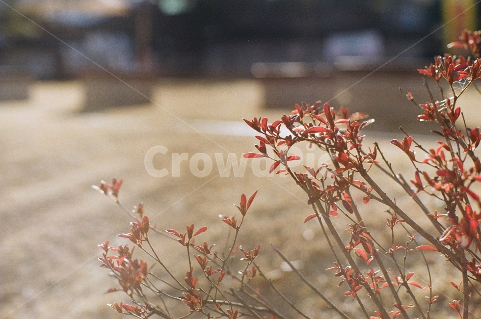 필름사진,감성사진,나무,겨울,자연사진,식물,자연,plants,nature,감성,sensible,feeling