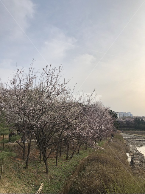 봄,벚꽃,나들이,꽃,풍경,자연,봄,계절,spring,season,자연,풍경,nature,landscape,plant,식물