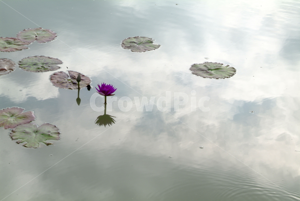 반영,연꽃,연못,reflection,하늘반영,식물,자연,plants,nature,꽃,flower