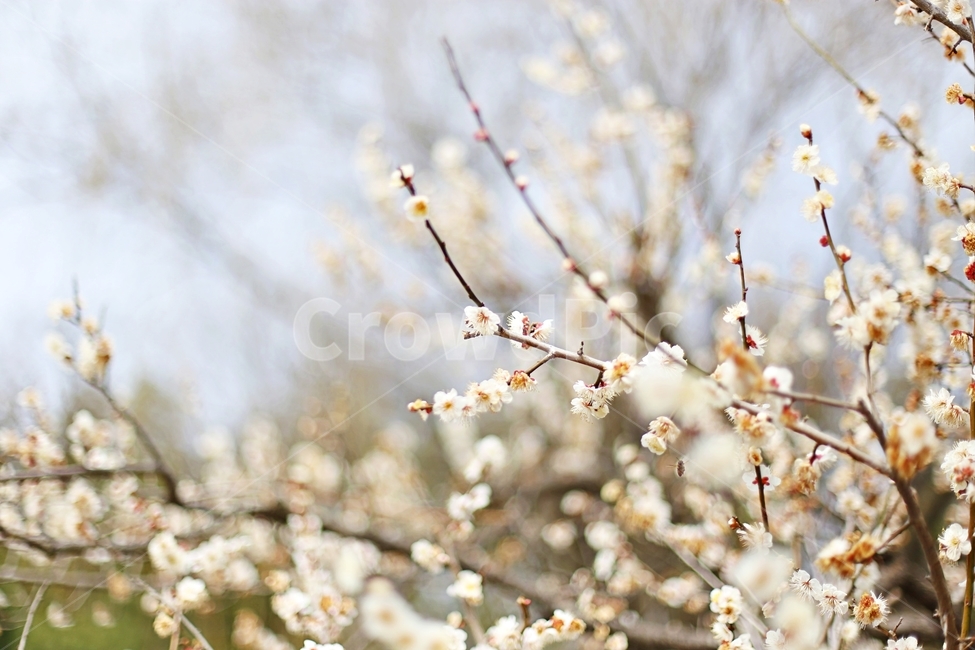 매화,매화꽃,꽃,flower,매화나무,봄,계절,spring,season,식물,자연,plants,nature,꽃,flower,plant
