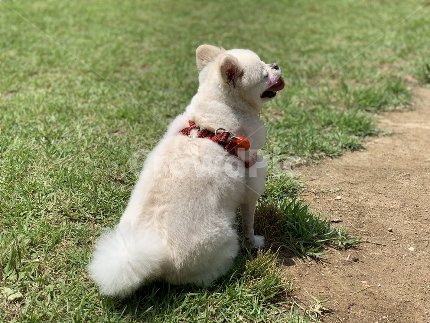 heat,snood,green,walking line,back,cream colored pomeranian,dog walk,white puppy,Cute puppy,grass walk,Pome,puppy,grass,pomeranian,dog,pet dog,walk,dog necklace