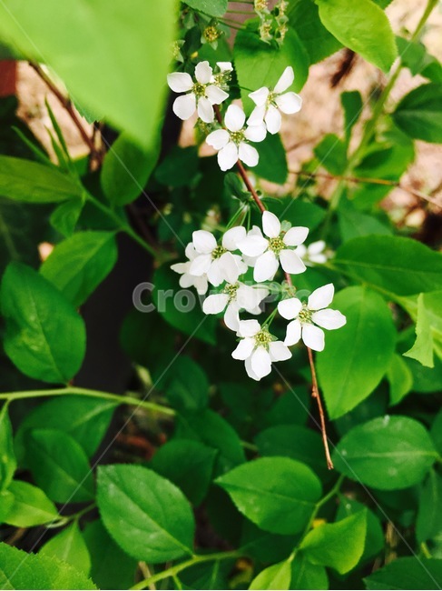 꽃,식물,자연,flower,nature,white,흰색,식물,자연,plants,nature,꽃,flower