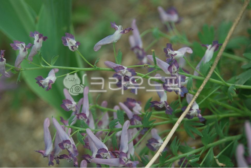 현호색꽃,연호색,연호,원호색,코리달리스