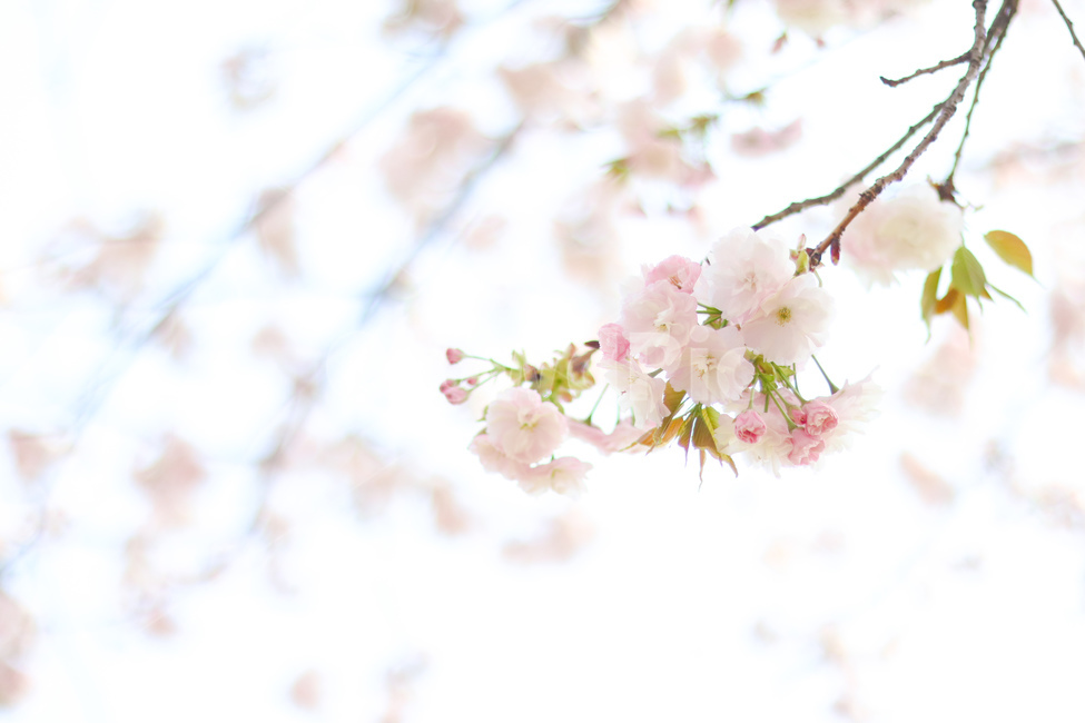 꽃,벚꽃,겹벚꽃,봄,벚꽃나무,봄,계절,spring,season,식물,자연,plants,nature,꽃,flower,감성,sensible,feeling,plant,blossom