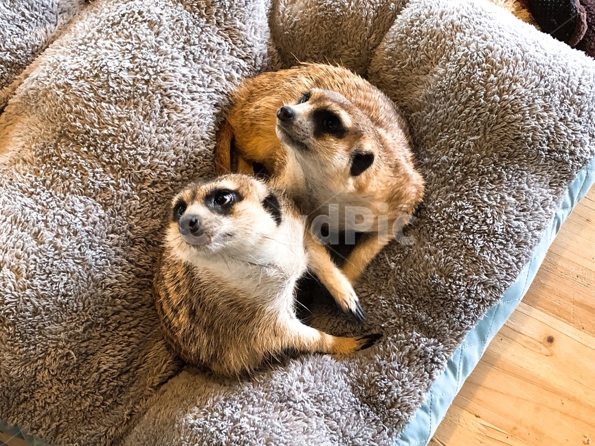 동물,미어캣,반려동물,귀여운,카페,meerkat,cafe,cute