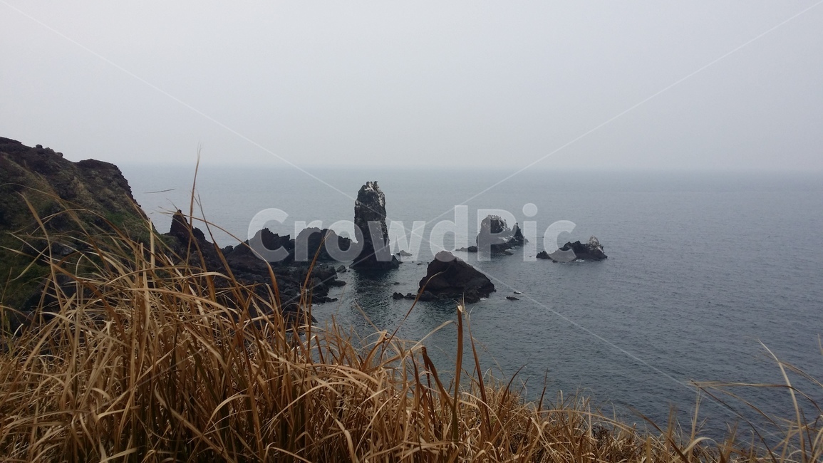 제주도,jejuisland,갈대,풍경,안개