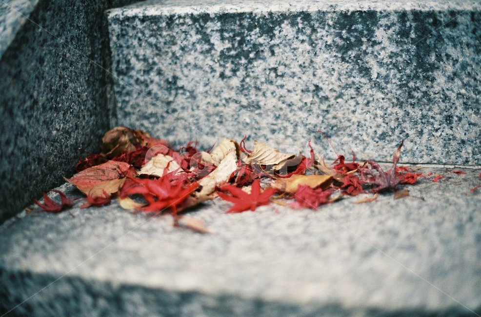 계단,단풍,낙엽,쓸쓸한,필름,필름사진,가을,계절,fall,autumn,season,leaf,잎,plant,식물,seafood,해물,food,음식,lobster,랍스터,animal,동물,sea life,해양 생물,tree,나무