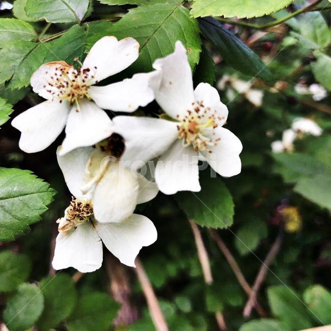 꽃,흰색,식물,자연,깨끗함,spring,봄,flower,white,식물,자연,plants,nature,꽃,flower