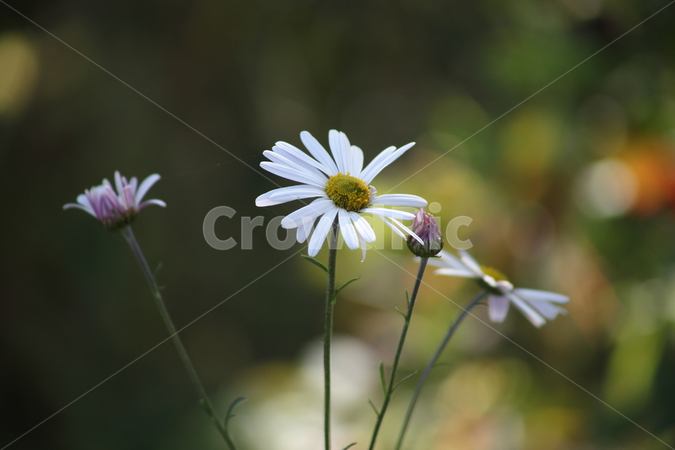 쑥부쟁이,꽃,식물,야생화,asteryomena,식물,자연,plants,nature,꽃,flower