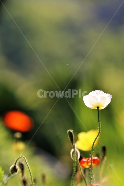 꽃,양귀비,여름꽃,꽃향기,꽃사랑,식물,자연,plants,nature,꽃,flower