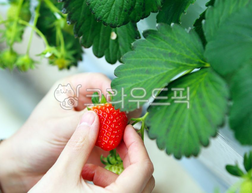 딸기,농장,농장체험,과일,싱싱한,맛있는,산지,농업,비닐하우스,농산물,재배,농부,농법,음식,식물,생산자,고당도,수확,모종,달콤한,봄,신선한,새콤달콤,제철,품종,비타민,딸기따기,생딸기,strawberry,food,fruit,plant