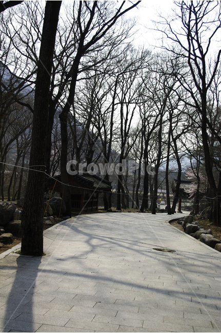 길,겨울,그림자,나무,숲,겨울나무,겨울,계절,winter,season,자연,풍경,nature,landscape,한국자연풍경,한국자연경관,korea nature landscape,식물,plants,나무,trees,wood,plant,tree,outdoors,옥외
