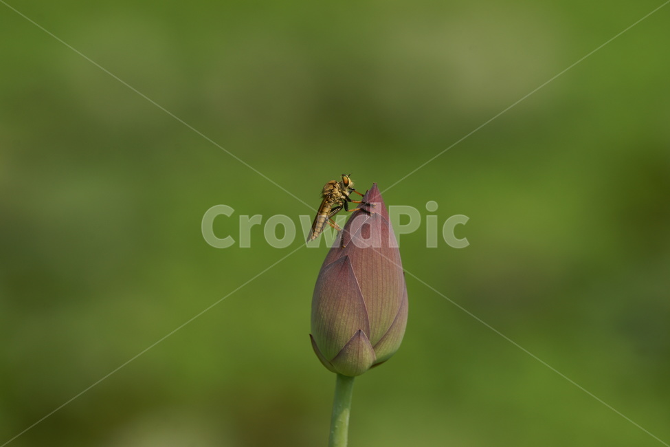 파리매,곤충,연꽃,암살자,폭군,동물,animal,곤충,벌레,insect,bug