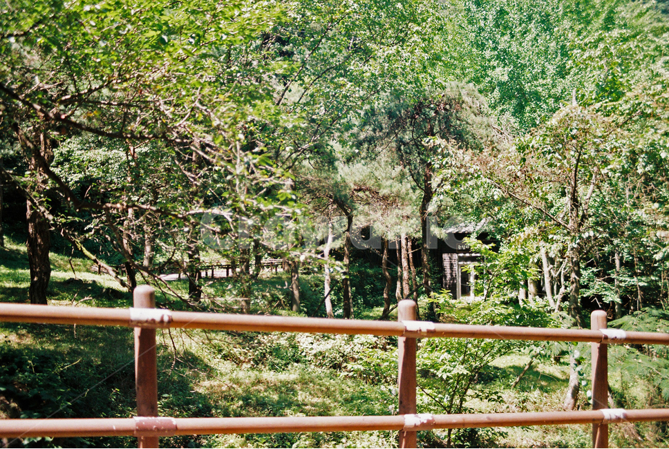 garden,정원,outdoors,옥외,정자,arbour,자연,나무,숲