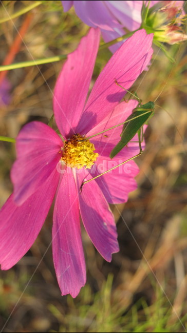 코스모스,꽃,식물,flower,cosmos,plant,fall,가을,식물,자연,plants,nature,꽃,flower