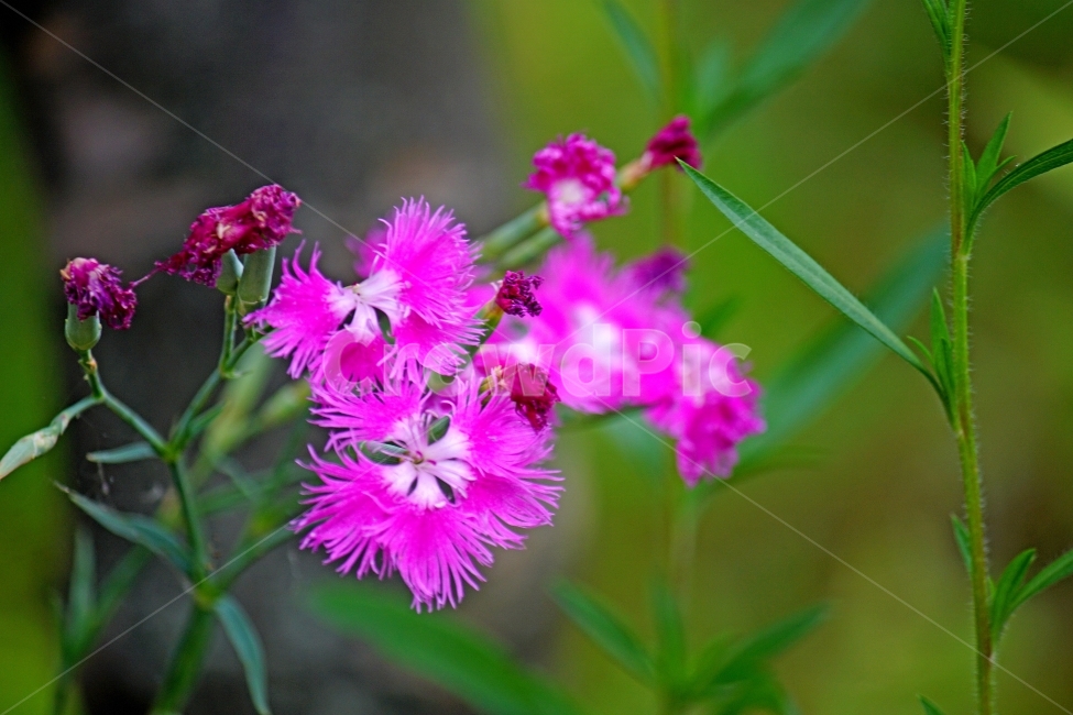 패랭이꽃,이미지,초록,봄,감성,식물,자연,plants,nature,꽃,flower