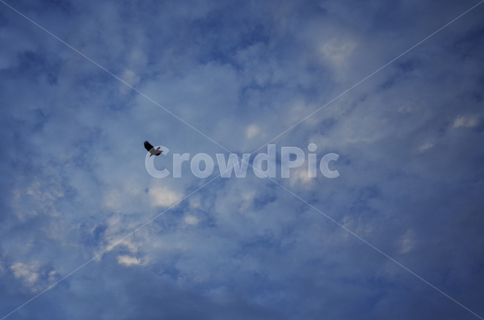 nature,자연,outdoors,weather,날씨,cumulus,적운,cloud,구름,sky,하늘,blue,파란,파랑,푸른,azuresky,bluesky,푸른하늘,파란하늘,silhouette,실루엣,animal,동물,bird,새,flying,나는
