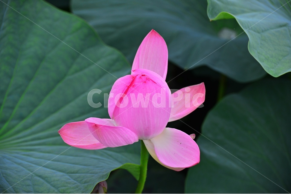 plant,식물,blossom,flower,꽃,petal,꽃잎,수련,홍연,불교,연꽃,연잎