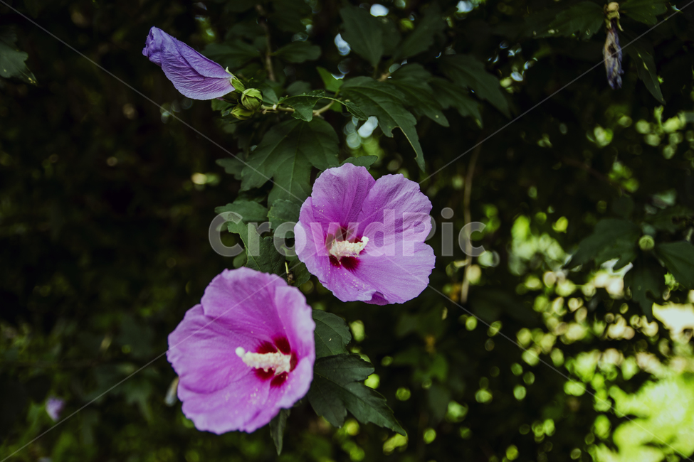 무궁화,꽃,나무,잎,녹색,여름,노랑,분홍,나라꽃,식물,자연,plants,nature,꽃,flower