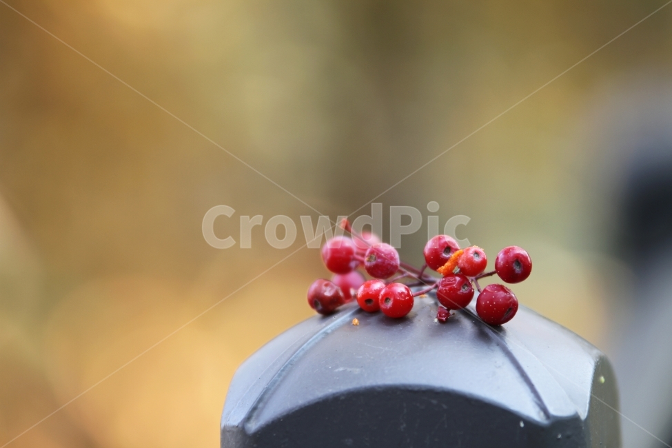 가을사진,단풍잎,감성사진,자연,식물,단풍,열매,과일,열매,fruit
