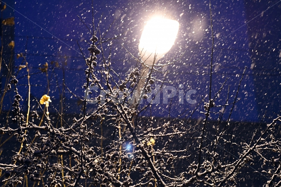 눈,함박눈,겨울,백색,화이트,나뭇잎,배경,추위,나무,풍경,가로등,겨울,계절,winter,season,야경,밤,풍경,nightscape,night,landscape,light,빛,flare,플레어,nature,자연,outdoors,옥외,ice,빙