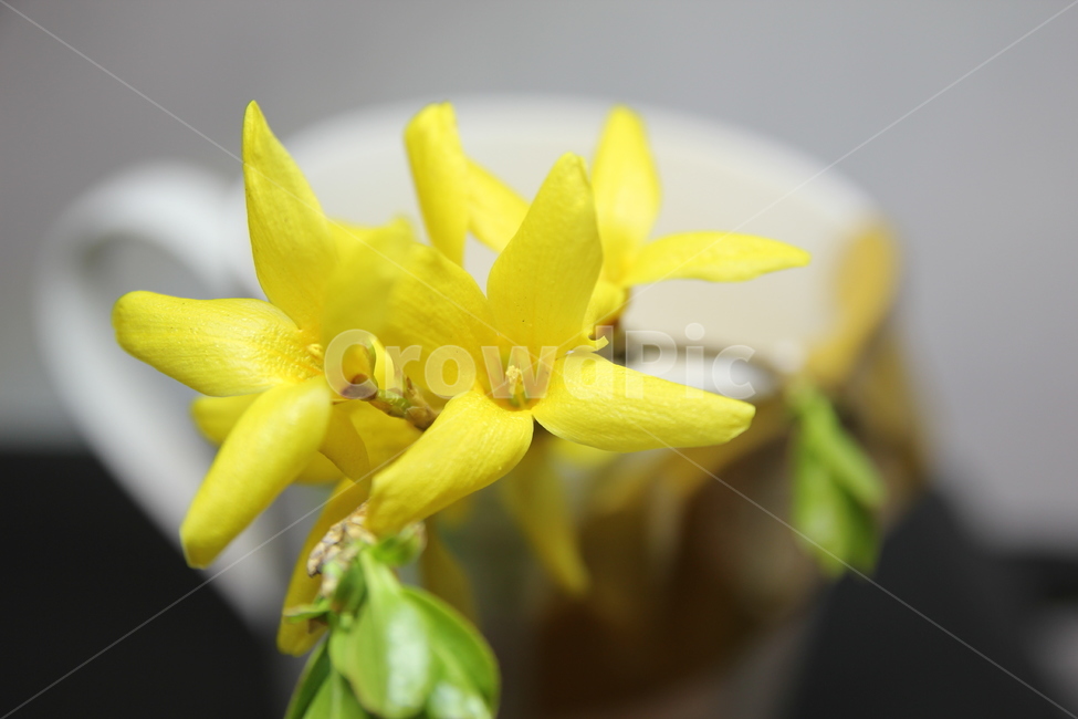 plant,식물,petal,꽃잎,flower,꽃,blossom,개나리,노란색,봄,상춘객,나무
