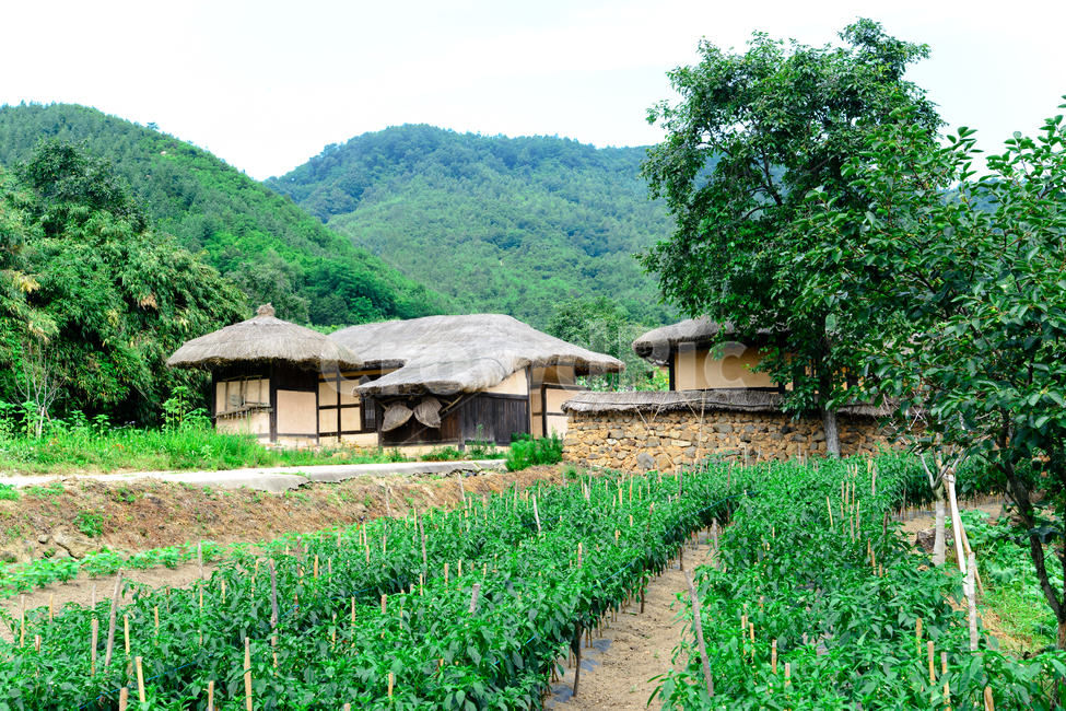 강원도,고성,왕곡마을,민속마을,전통,한옥,초가집,자연,풍경,nature,landscape,한국전통,한국문화,korean traditional,korean culture,건축물,건물외관,exterior,building,structure,architecture,construction,outdoors,옥외