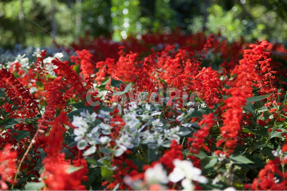 꽃,붉은,자연,힐링,평안,식물,자연,plants,nature,꽃,flower