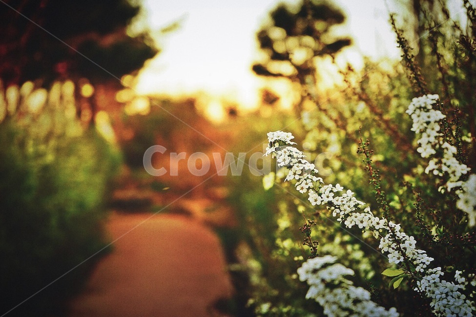 감성사진,봄,자연,식물,햇볕,색감,필름,emotion,spring,nature,plant,sunshine,color,film,식물,자연,plants,nature,꽃,flower,휴식,힐링,rest,relaxation,healing