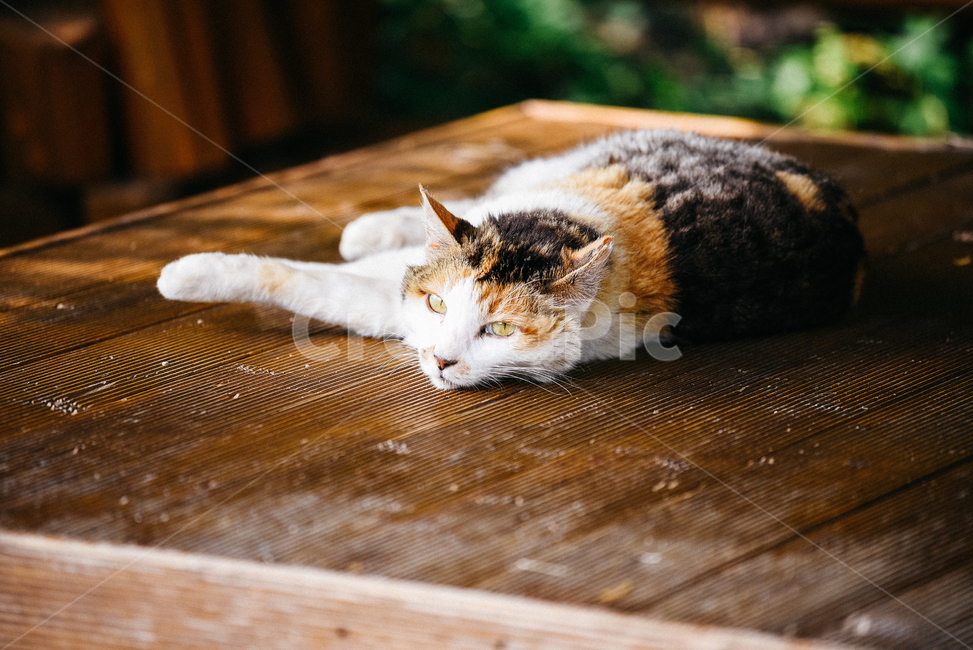 고양이,캣,냥냥이,길고양이,삼색이,치즈냥,냥,cat,동물,동물,animal,포유류,mammal,고양이,cat,kitten,kitty