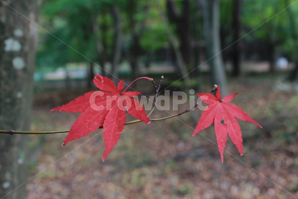 plant,식물,leaf,잎,tree,나무,maple,단풍,가을,계절,fall,autumn,season