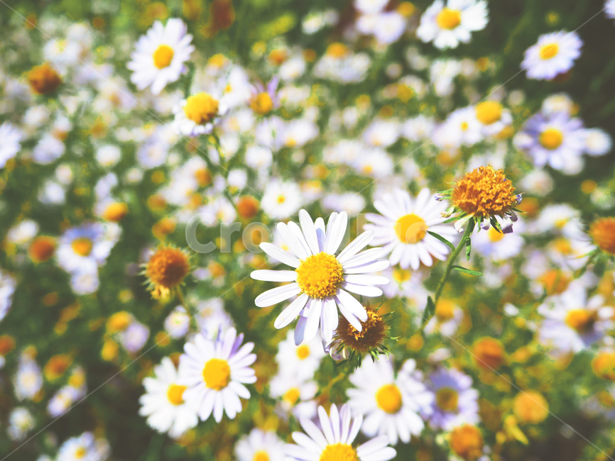 plant,데이지,식물,blossom,flower,식물,자연,plants,nature,꽃,flower