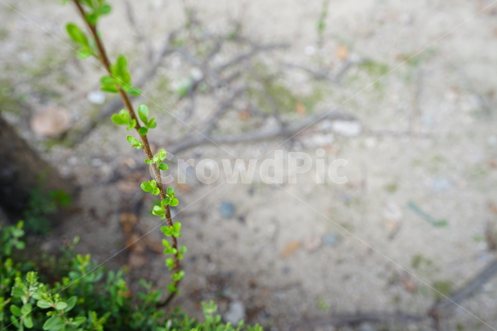 봄,그린,새싹,생명,나무,봄날,계절,봄풍경,식물,자연,봄,계절,spring,season,식물,자연,plants,nature,plant