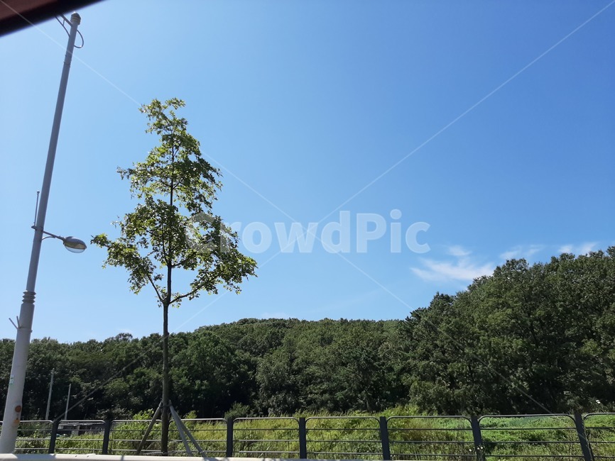 plant,식물,tree,나무,outdoors,자연,nature,옥외