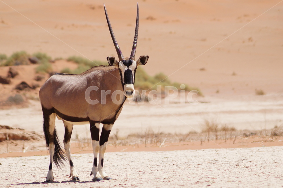 오릭스,나미비아,사막,소서스블레이,orix,namibia,desert,sosusvlei