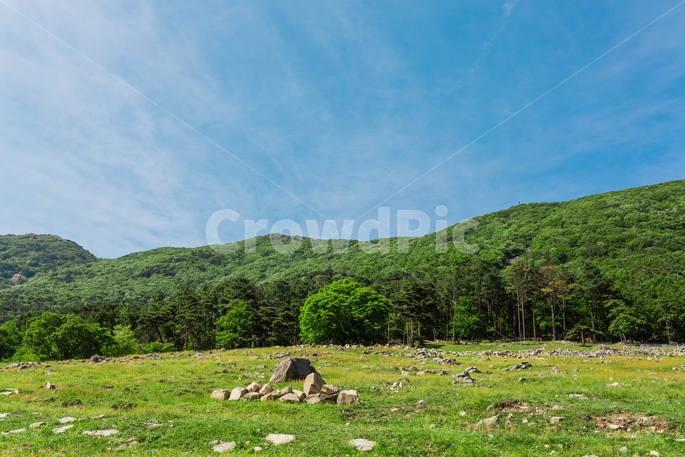목장,파란하늘,숲,들판,목초지,자연,풍경,nature,landscape,outdoors,옥외,field,들,grassland