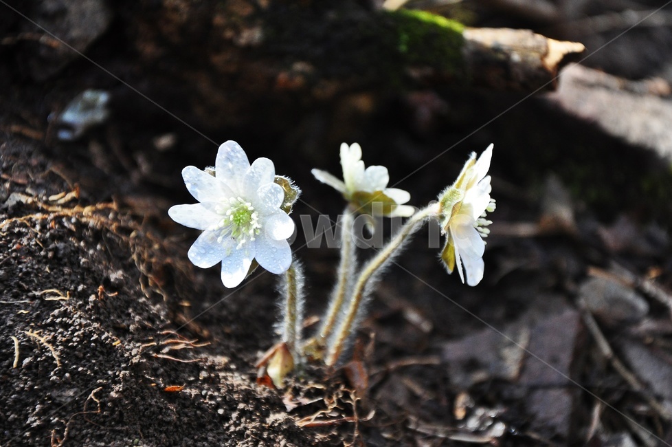 plant,식물,flower,blossom,꽃,하얀노루귀,솜털,봄,봄꽃,계절,식물,자연,plants,nature,꽃,flower