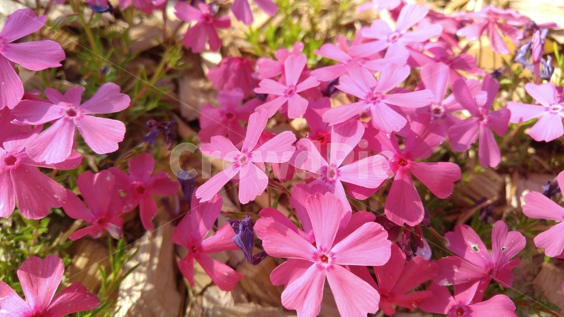 꽃잔디,꽃,핑크,핑크꽃,식물,배경,감성,밝은,flowergrass,flower,pink,pinkflower,plant,floral,bloom,bright,petal,background,emotional