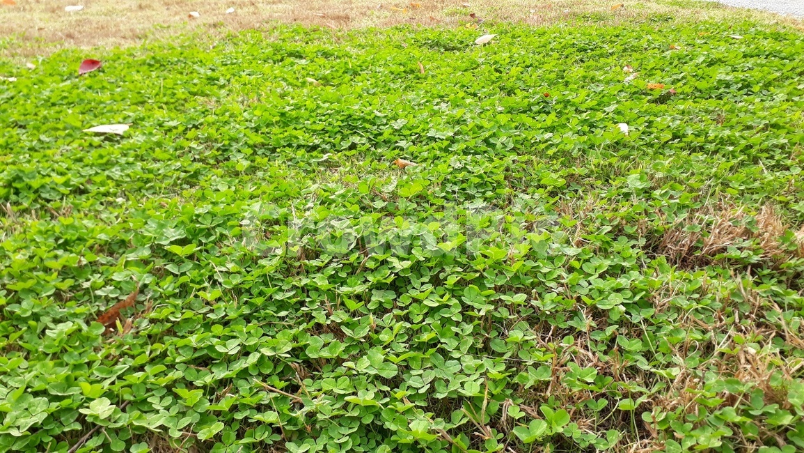 plant,식물,field,들,outdoors,옥외,nature,자연,풀밭,초록,푸른