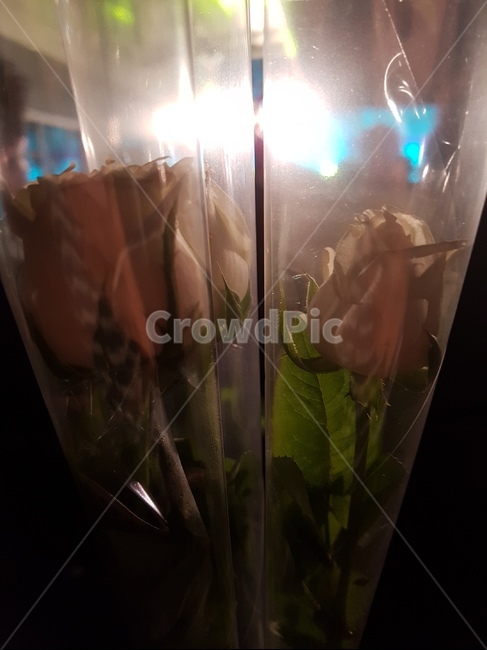 장미,꽃,꽃다발,갬성,감성,꽃,flower,기념일,축하,anniversary,congratulation,celebrate,celebration