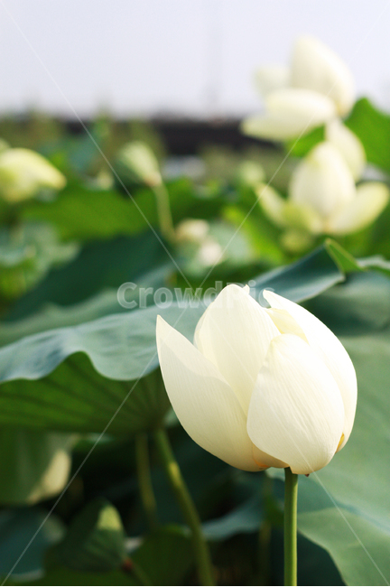 연꽃,lotus,white,garden,plant,식물,flower,꽃,blossom,theme,park,green,spring,summer,warm,fresh,natural,nature,식물,자연,plants,nature