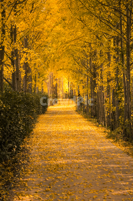 은행나무,은행나무길,가을,가로수길,road,단풍,plant,식물,은행,은행잎,tree,나무,leaf,가을,계절,fall,autumn,season,자연,풍경,nature,landscape,path,통로,도로