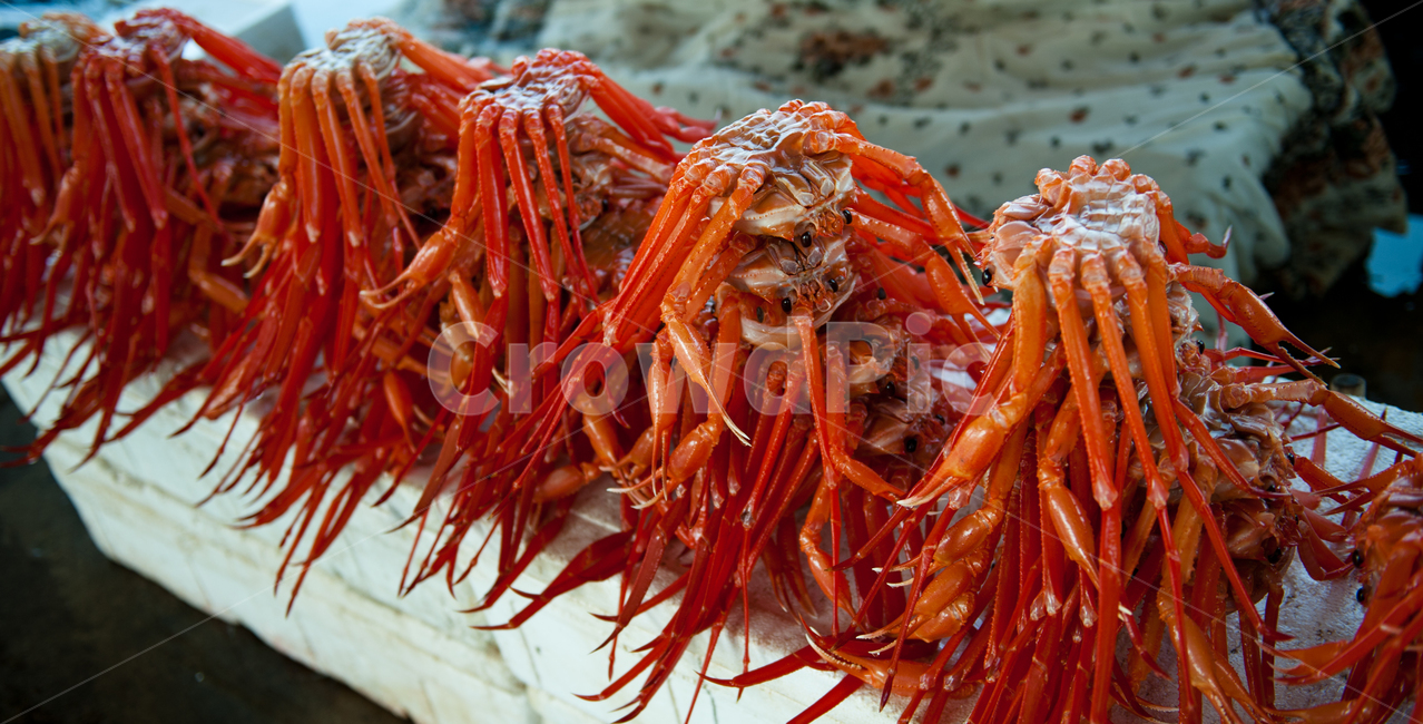 주문진대게,대게,홍게,홍게가판대,주문진시장,음식,식재료,요리,food,cook,meal,dishes,food reserves,수산물,해산물,fishery products,seafood