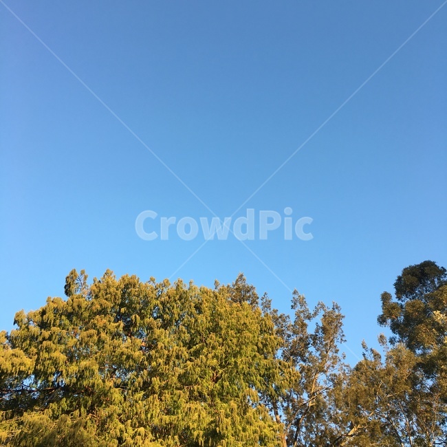 plant,식물,tree,나무,해외,파랑,초록,green,하늘,sky,호주