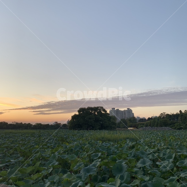 공원,자연,nature,outdoors,옥외,호수,하늘,sky,river,연꽃,자연,풍경,nature,landscape