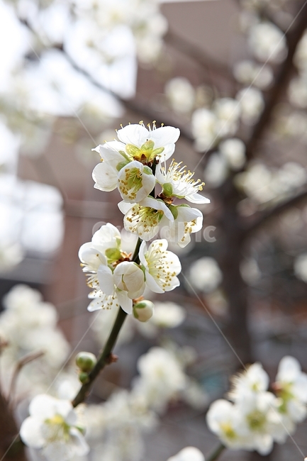 매화꽃,매화,꽃,꽃잎,봄꽃,봄,공원,식물,자연,식물,자연,plants,nature,꽃,flower