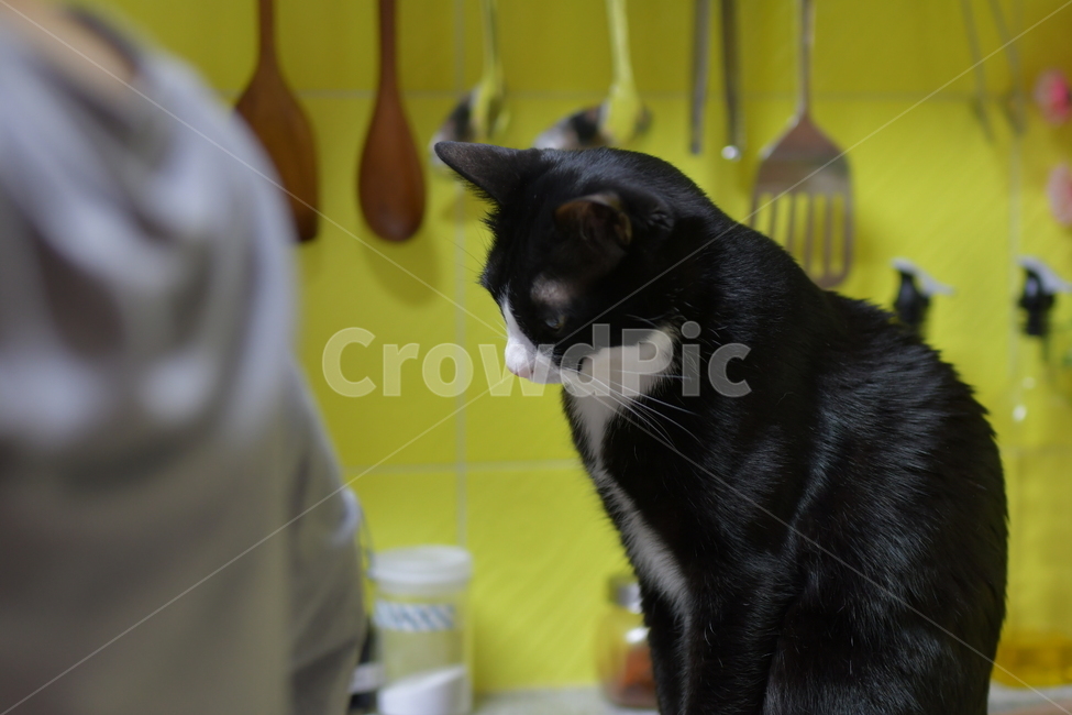 고양이,반려묘,반려동물,코숏,동물,턱시도,cat,animal,kitty,kitten,동물,animal,포유류,mammal,고양이,cat,kitten,kitty