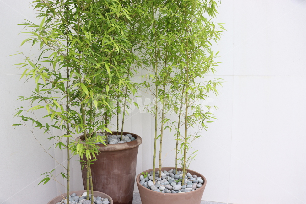 자연,화분,깔끔함,garden,nature,식물,자연,plants,nature,실내용화초,화분,화초,house plant
