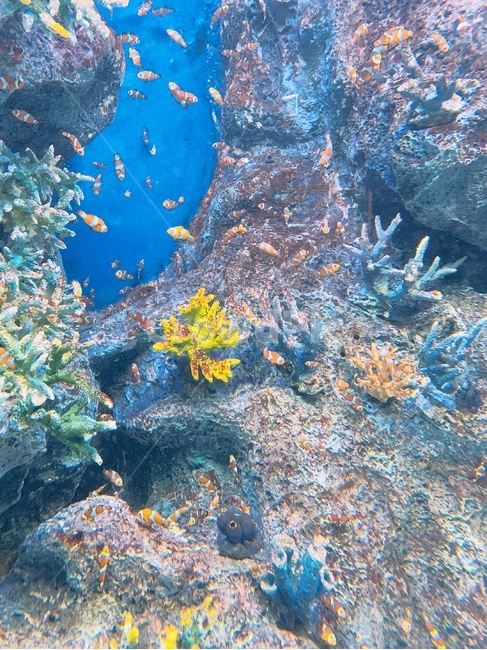 니모,바다,산호,물고기,풍경,동물,animal,어류,물고기,fish